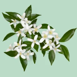 Sale Guilty Essence Pour Homme Eau de Toilette para Hombre Hombre Eau De Toilette Hombre|Eau De Toilette